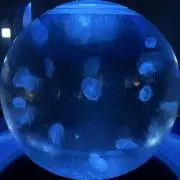 isseの画像