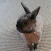 ちぃ