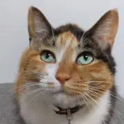 mikeの画像