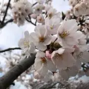 りあん