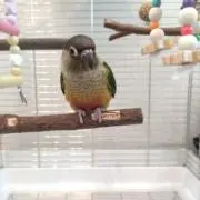 niconicoの画像