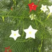 星花☆の画像