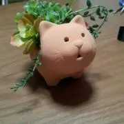 葵
