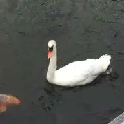 ハクチョウ