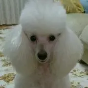 りんもも