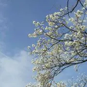 hanaの画像