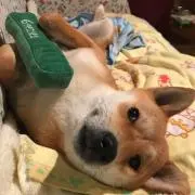 Alexの画像