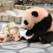 pandaco