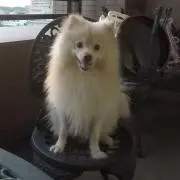 わんころ⭐︎