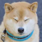 ヌイヌイの画像
