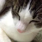 ジローの画像