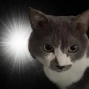さとりちゃんの画像