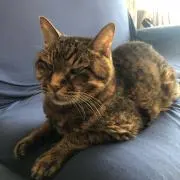 どんちーず