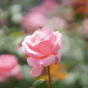 ありゃりゃの画像