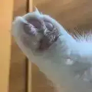 きょんしの画像