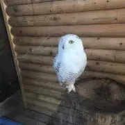 やんやんぼー