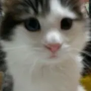 ミントの画像