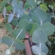 とろたま