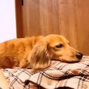 つゆぽんの画像