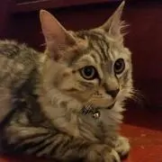 あおっぺ