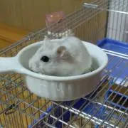 かっちー