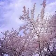 はむかつの画像