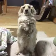 まろくんの画像