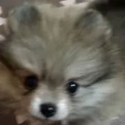 ころんの画像