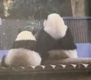 じぇじゅりん