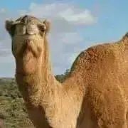 らくらくだの画像