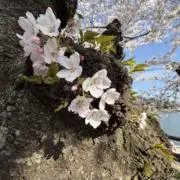 りんご