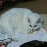 桃猫家族