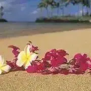 ひろちんの画像