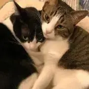 suimokuの画像