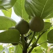 さはなの画像