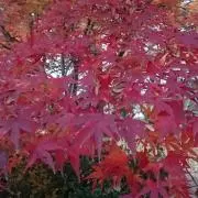 もっち