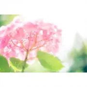 ぽにちゃんの画像