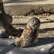 寝坊すけの画像