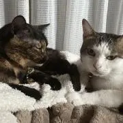 りんの画像