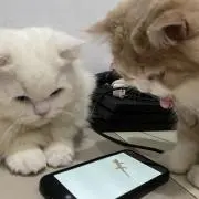 EasyMoneySniper23の画像