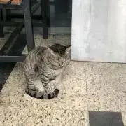 ストロベリーの画像