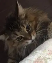猫まっしぐらの画像