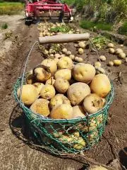 farmily555の画像