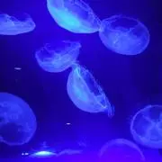 kanaの画像