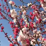 ルリままの画像
