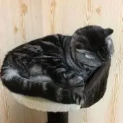 QOO