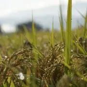 まごころファーム(学生農家)の画像