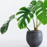 YKANの画像