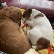 る