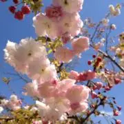 あやぽんの画像